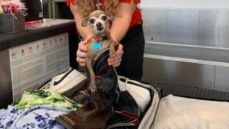 Hund und Besitzerin am Flughafen