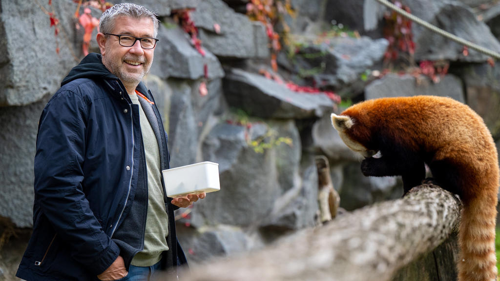dpatopbilder - 11.10.2021, Berlin: Urs Fischer, Cheftrainer von Union Berlin, füttert beim Besuch im Berliner Tierpark einen erwachsenen roten Panda. Das am 28. Juni geborene Jungtier wird auf den Namen Urs getauft. Foto: Monika Skolimowska/dpa-Zentr