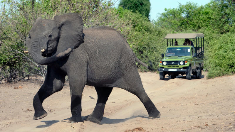 ARCHIV - ILLUSTRATION - Ein Elefant kreuzt den Weg eines Geländewagens mit Touristen im Chobe Nationalpark in Botsuana in der Nähe der Stadt Kasane (Archivfoto vom 13.11.2010). Der spanische König Juan Carlos ist nach einer Elefantenjagd in Botsuana 