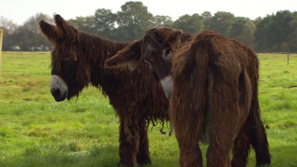 Wenn Nutztiere ihren Nutzen verlieren, dann hat leider oft ihre letzte Stunde geschlagen. Anders ist es bei Gnadenhofbesitzer Bernhard Kutz aus Ovelgönne. Auf seinem Gnadenhof "Pferdeoase" erleben die Tiere ihren Lebensabend so, wie er ihnen zusteht.