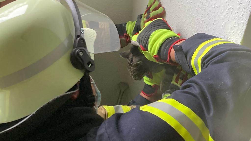 Der Tierhalter vermisste seine Katze bereits seit Sonntag. Auf der Suche nach dem Tier hörte er irgendwann ein Mauzen aus der Wand. Die Katze war in einen alten stillgelegten Schornstein gefallen.