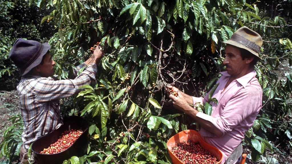 Zwei Erntehelfer pflücken die roten Kaffeekirschen