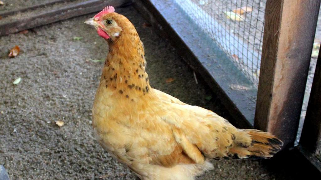 Dieses süße Huhn möchte nicht alleine sein und deshalb braucht sie ein artgemäßes Zuhause und eine Gruppe mit Artgenossen, sowie einen großen Auslauf.