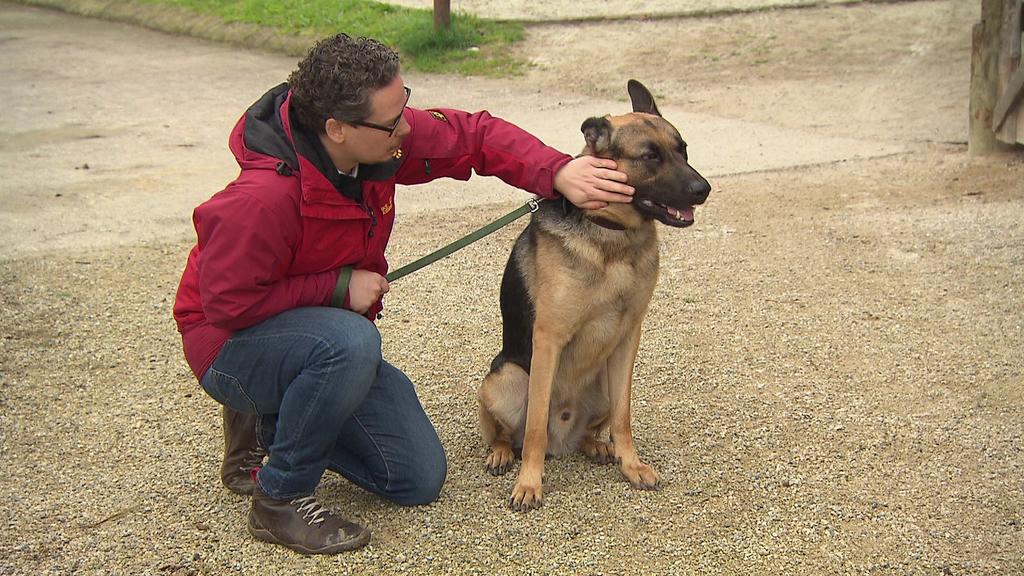 Schäferhund Thor ist manchmal aggressiv. Nun muss er eine Bindung zu seinem Halter Lukas Dreger aufbauen.