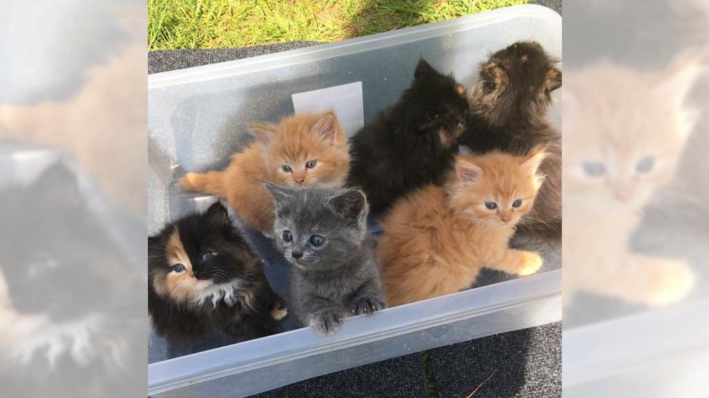 Die 2-jährige Katze namens Luna aus Großbritannien trägt zwei DNA-Sätze in sich.