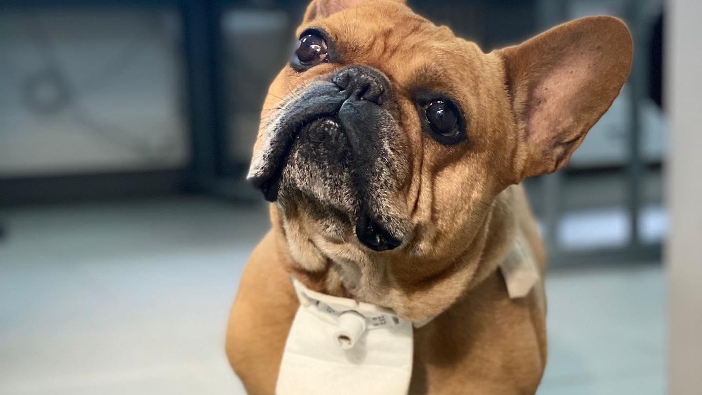 Trotz seines Handicaps ist die französische Bulldogge ein lebensfroher Geselle