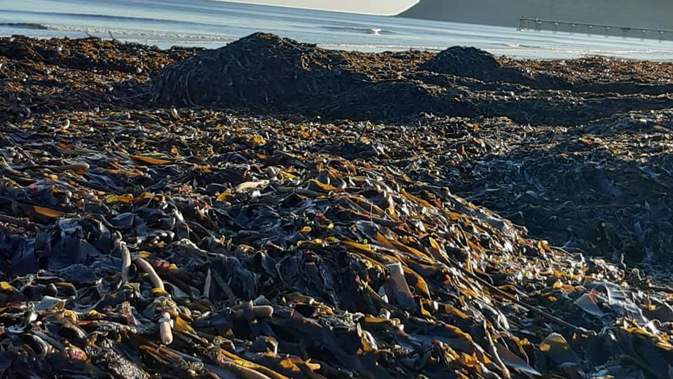 Algen mit verendeten Meerestieren türmen sich "hüfthoch" am Strand zwischen Marske und Saltburne.