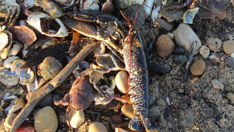 Ein Bild des Jammers: statt des Sonnenaufgangs hatte Sharon Bell am Strand von Teesside (Großbritannien) Fotos von verendeten Meerestieren gemacht, die zu Tausenden angespült worden waren.
