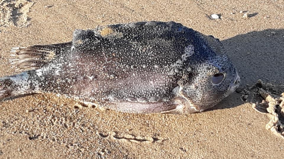 Auch größere Fische lagen tot am Strand.