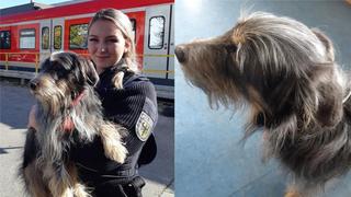 Bundespolizeidirektion München: Fundhund - Bundespolizei sucht Eigentümer