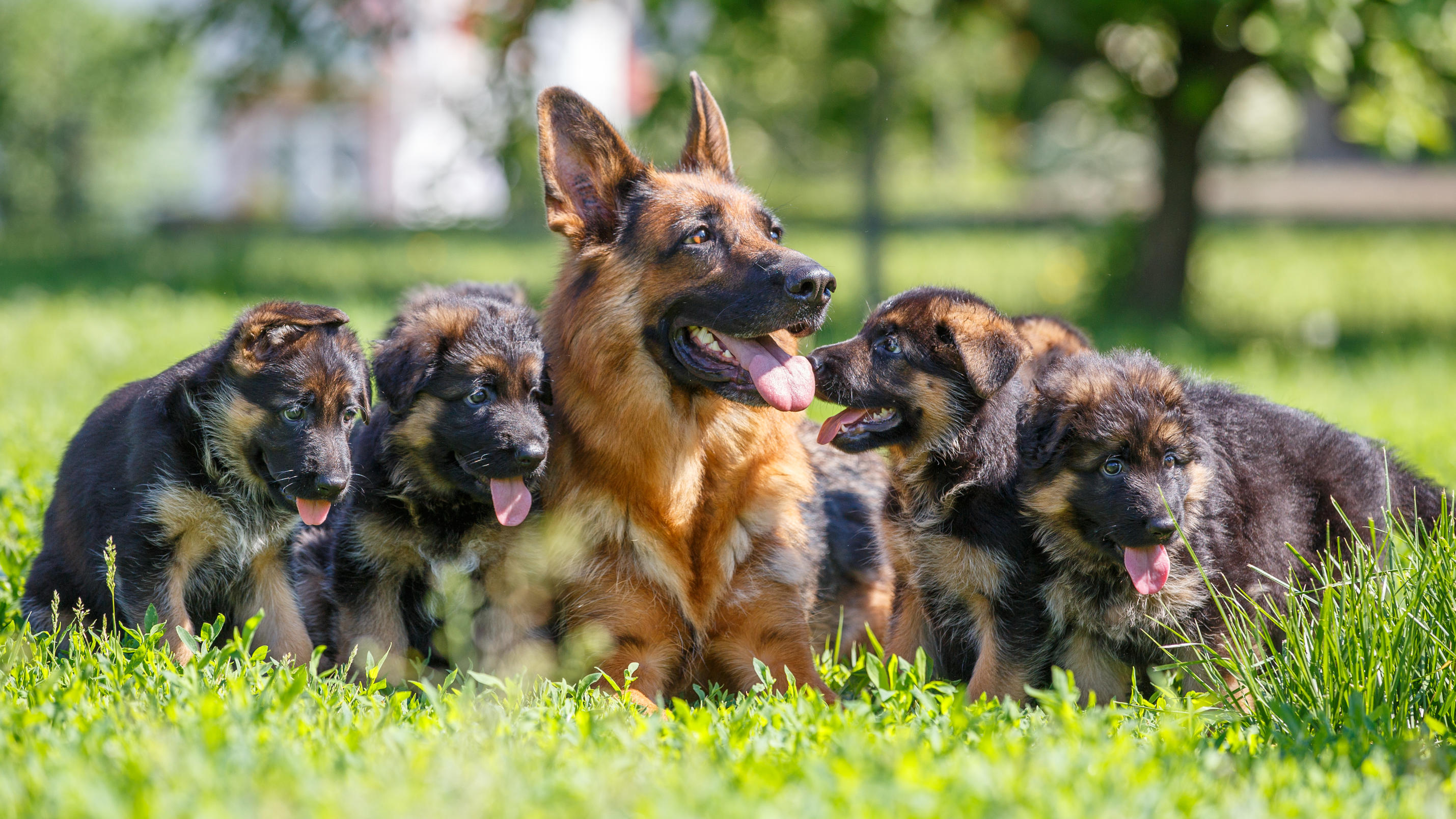 Ein Deutscher Schäferhund liegt mit seinen Welpen auf einer Wiese.