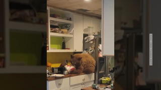witziger-futterneid-golden-retriever-ou-dai-zieht-ne-flunsch