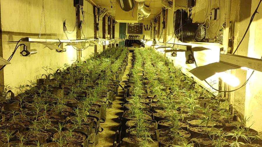 Die Cannabisplantage hat einen Wert von mehreren Millionen Euro.
