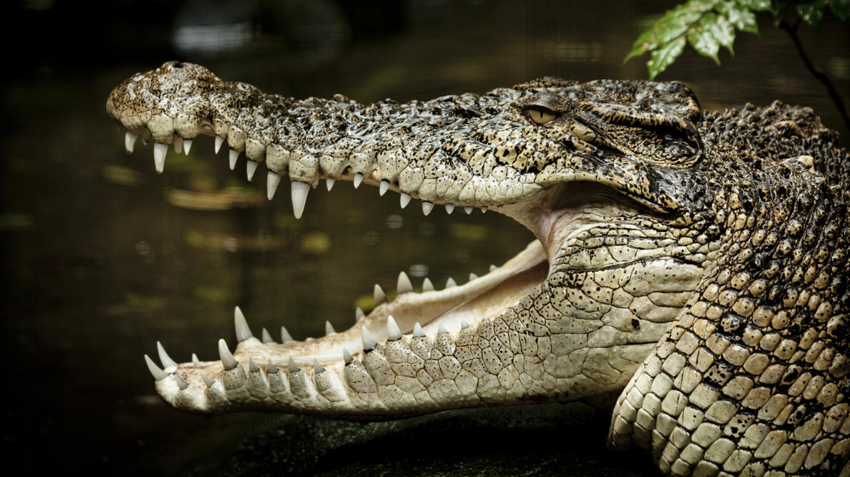 Das Leistenkrokodil, auch Salzwasserkrokodil genannt, ist das größte heute lebende Krokodil. (Symbolbild)