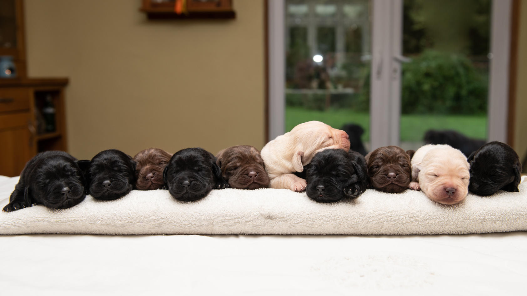Zehn bunte Labrador-Welpen in einer Reihe