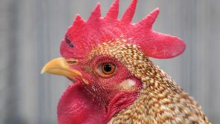 «Bielefelder Zwerg-Kennhuhn»