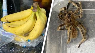 Spinne zwischen neu gekauften Bananen