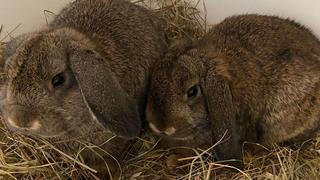 Die beiden Kaninchen leben nun im Tierheim Dellbrück.