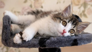Sibirische Langhaarkatze liegt auf Katzenbaum und schaut in die Kamera