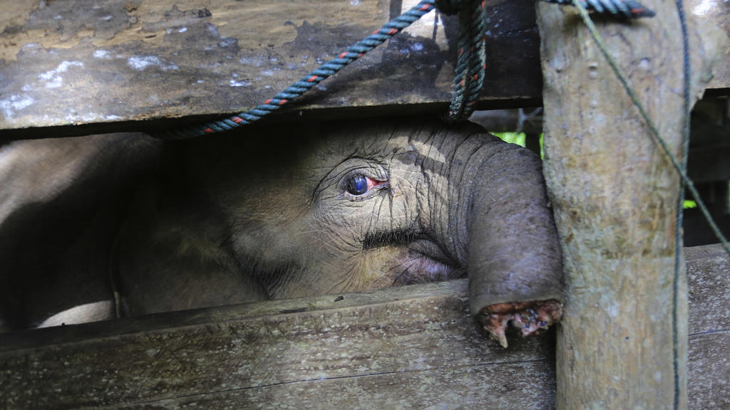 15 November 2021, Indonesia, Surrey: Seekor anak gajah sumatera yang kehilangan separuh belalainya dirawat di penangkaran gajah. Hampir setengah dari belalai bayi gajah telah dipotong di pulau Sumatera, Indonesia