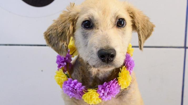 Ein Hund trägt eine Blumenkette und blickt freudig in die Kamera. Er sieht gesund und glücklich aus