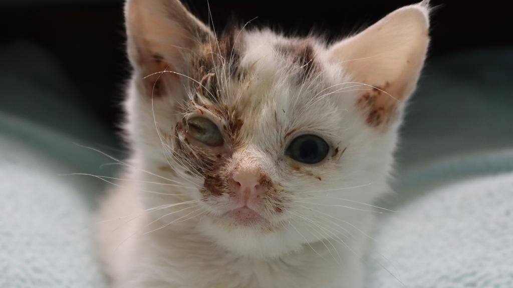 Babykatze Osho mit einem Abszess über dem Auge