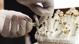 Wunderpilze, Magic Mushrooms