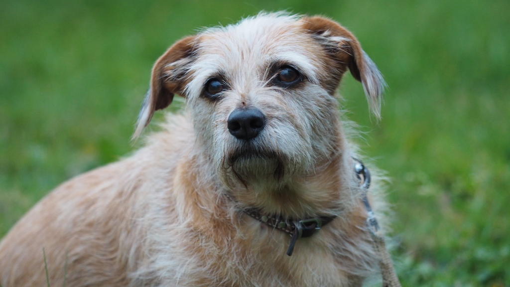 Josie, neun Jahre alt