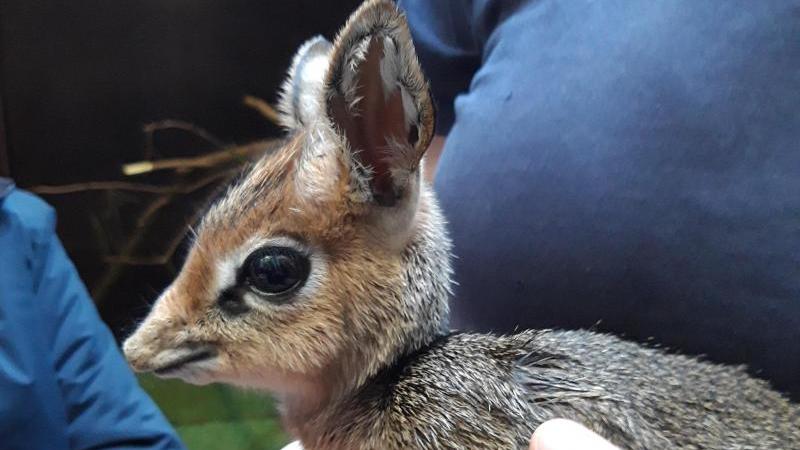 Ein Pfleger präsentiert die neugeborene Mini-Antilope.