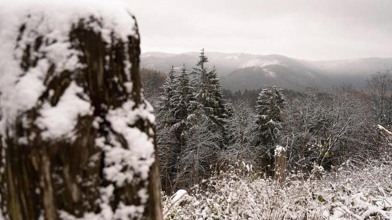 Mit Schnee bedeckt sind Bäume und Gräser im Harz. Foto: Swen Pförtner/dpa