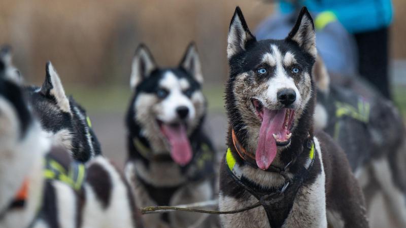 Hunde stehen nach einem Schlittenhunderennen am Ziel. Foto: Monika Skolimowska/dpa-Zentralbild/dpa/Symbolbild
