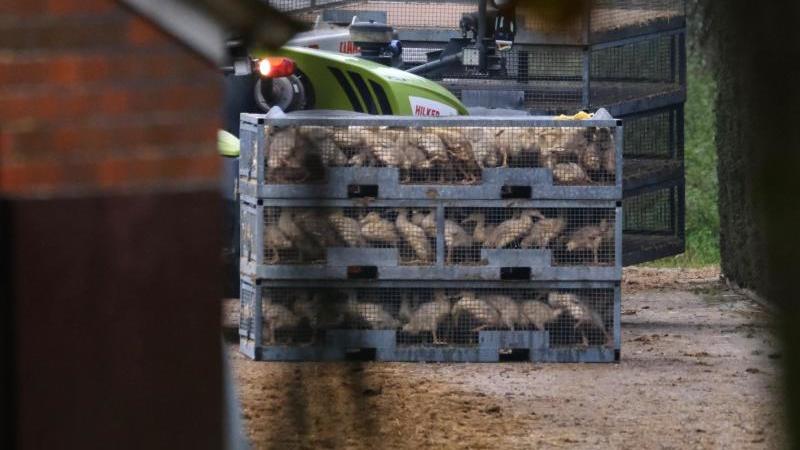 Kisten mit Enten stehen auf dem Gelände eines Geflügelbetriebs. Foto: Markus Hibbeler/dpa