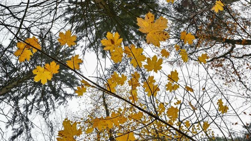 Die letzten gelben Ahornblätter leuchten an den Zweigen in einem Wald in Ostbrandenburg. Foto: Patrick Pleul/dpa-Zentralbild/dpa