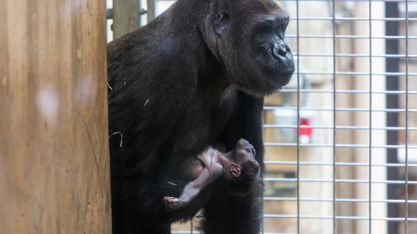 Gorilla-Nachwuchs im Zoo von Washington