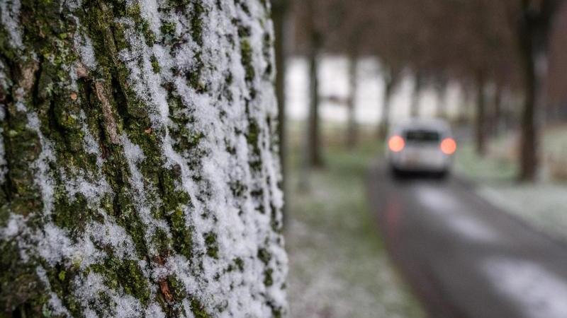 Schnee ist an der Borke eines Baumes an einer Allee zu sehen. Foto: Bernd Thissen/dpa/Archivbild