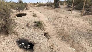 Bulldozer tötet Pinguine in Argentinien