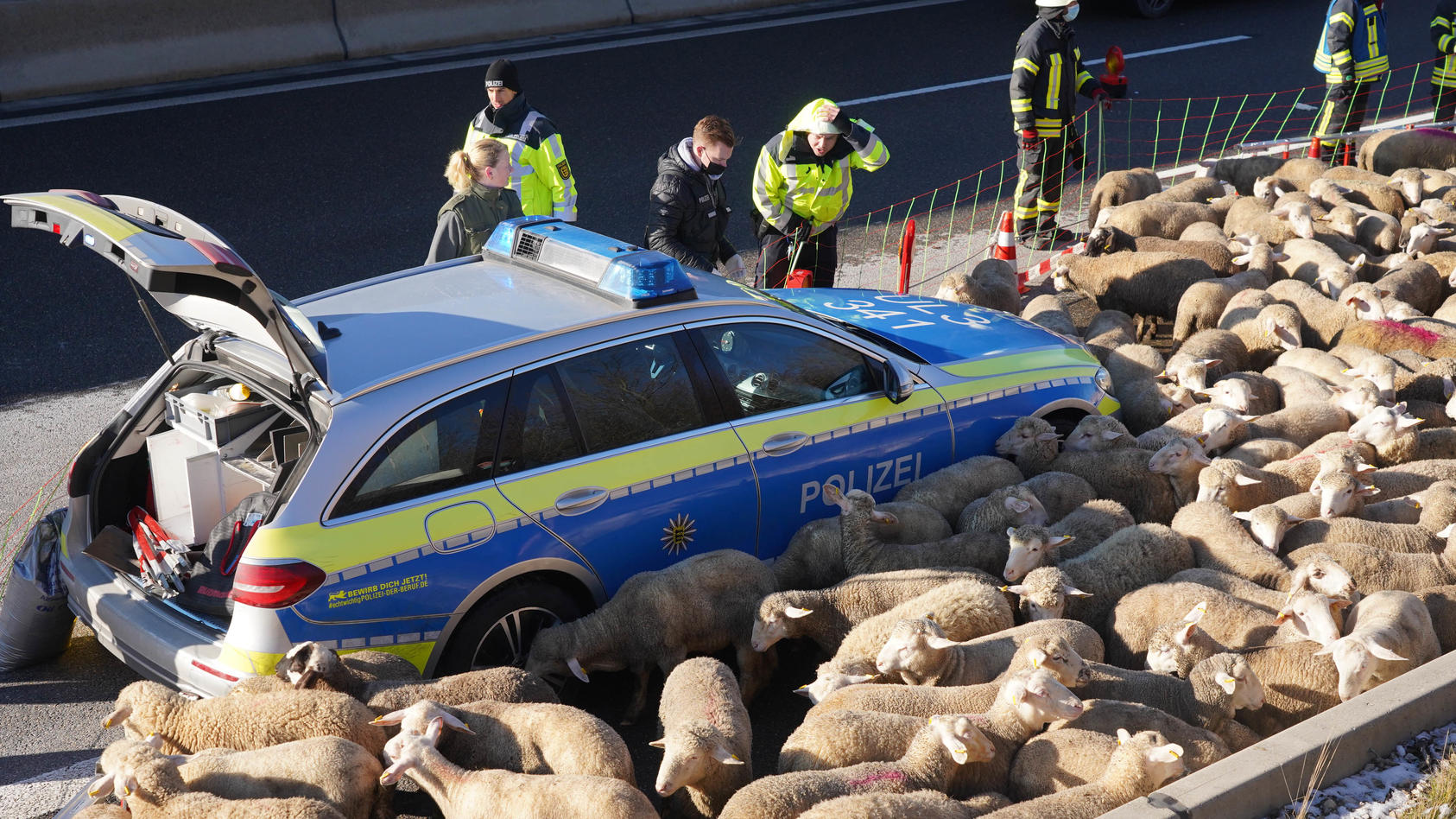 Nach dem Brand des Tiertransporters auf der A8 musste die Polizei die Schafe in Sicherheit bringen.