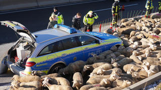 Tiertransporter brennt – Schafe gerettet, A8 voll gesperrt