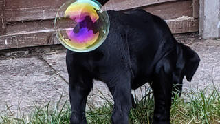 Eigentlich hat der kleine Hund nur mit den Luftblasen gespielt, aber hier sieht es so aus, als habe er eine verschluckt.