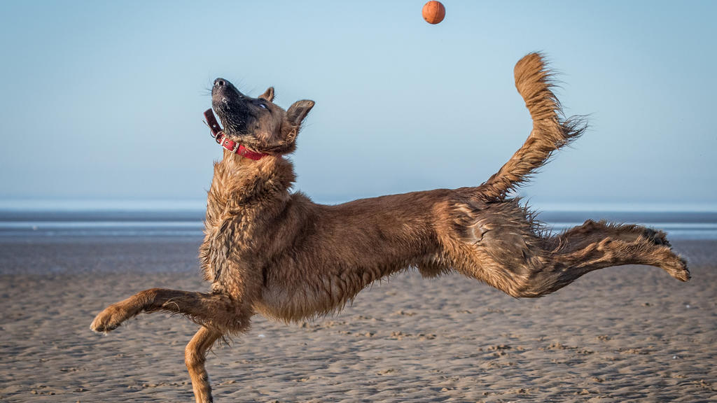 Dieser Hund springt besonders hübsch am Strand, den Ball hat er allerdings verpasst.