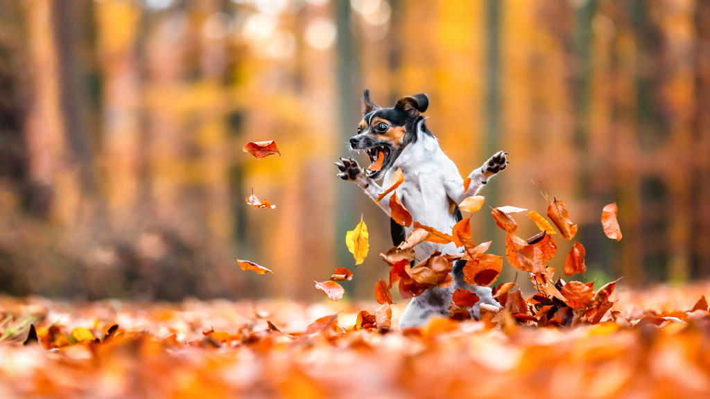 Diese kleine Hund ist sehr engagiert im Laub-Jagen im Wald.