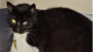Bei Hochwasser-Katastrophe verschwunden: Kater Loco ist wieder da