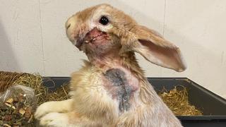Das Ziel des Tierschutzhof Hochmühlen e.V.  ist es chronisch kranken, körperlich beeinträchtigten und sozial auffälligen Tieren ein dauerhaftes zu Hause zu schenken. Besonders Meerschweinchen und Kaninchen finden bei uns die Chance auf Resozialisieru