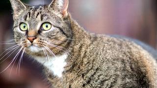 Hauskatze