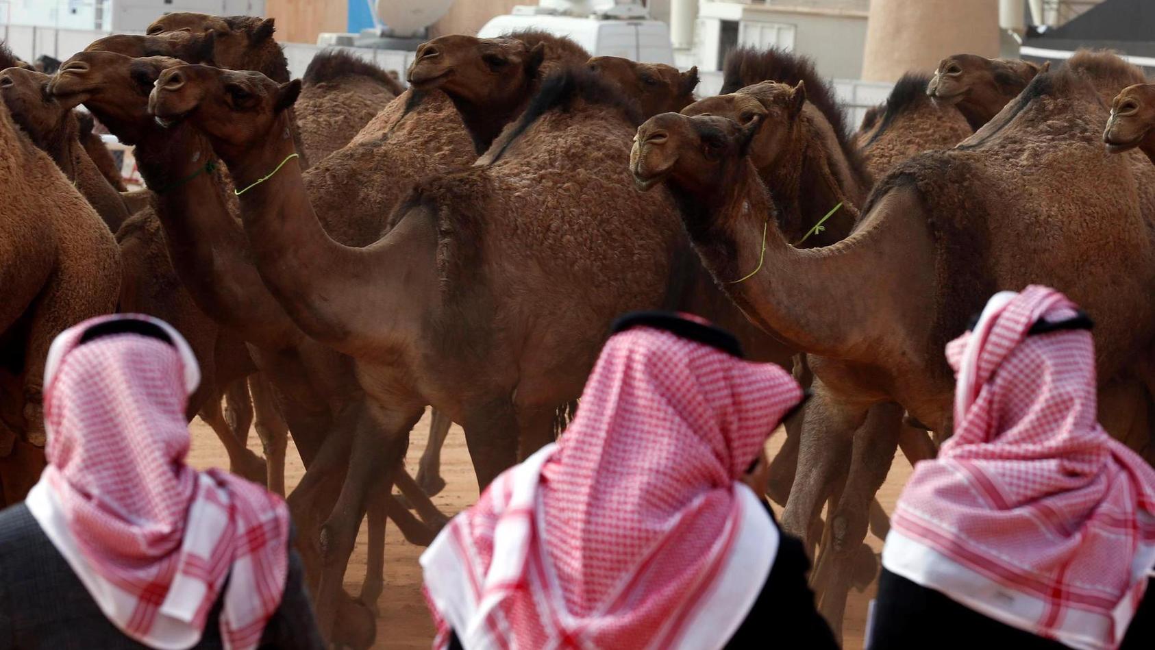 Einen Monat dreht sich in Saudi-Arabien alles ums Kamel. (Foto: Symbolbild).