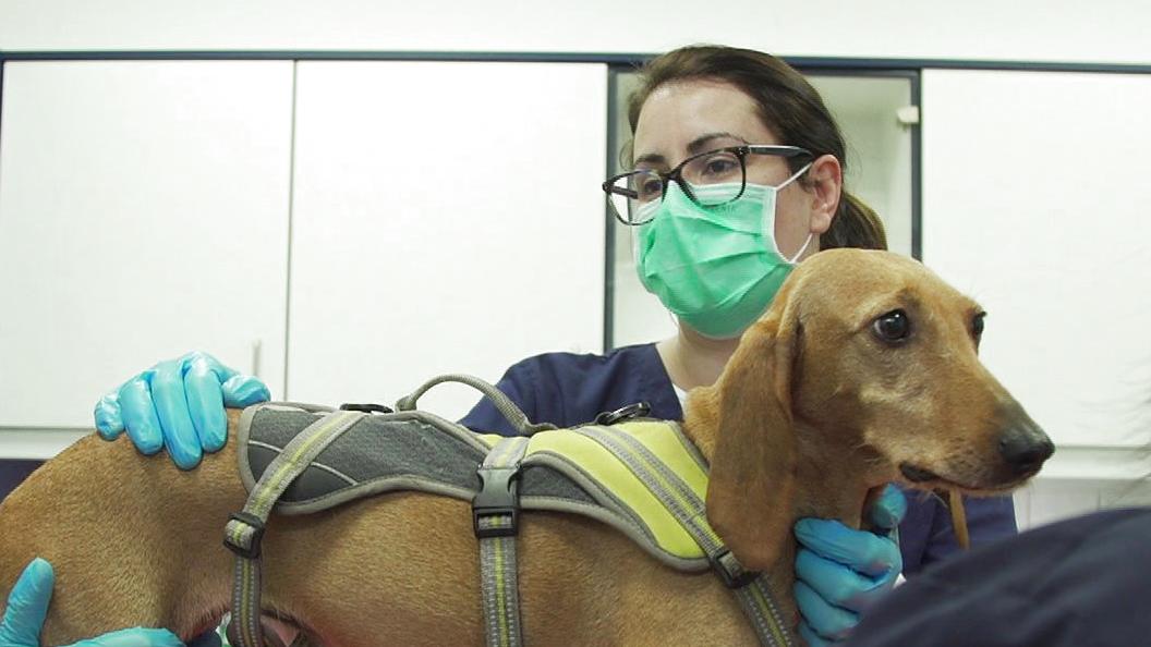 Tierärztin Maren Püschel in der Kleintierklinik Wasbek, Schleswig-Holstein.