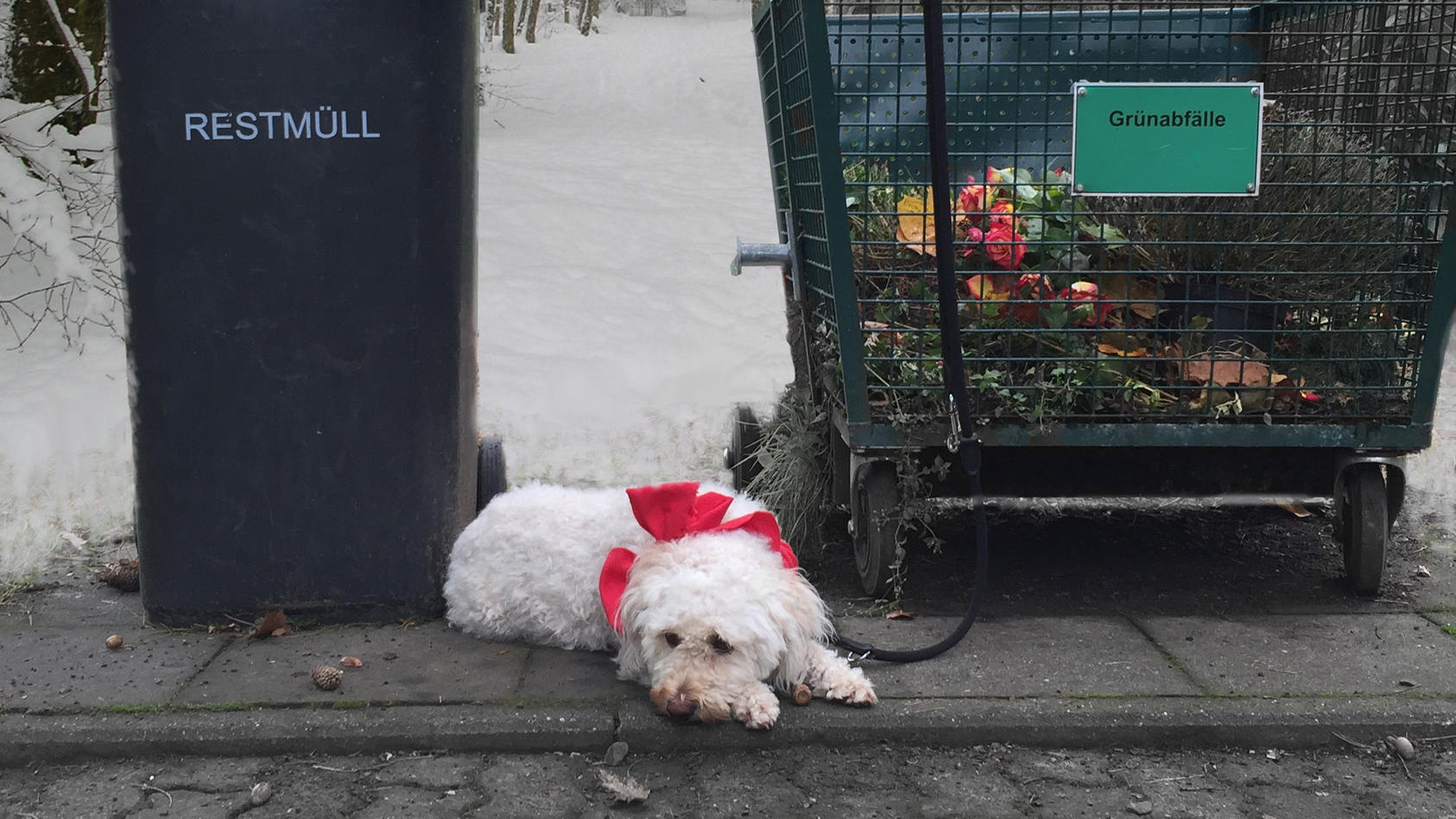 Gegen Tierisches Geschenkeshoppen: Tierheim In Hamburg Macht Zu ...