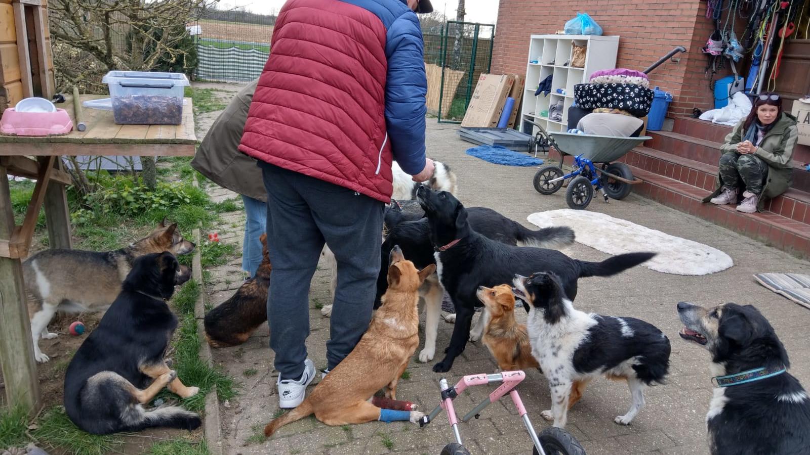 Ehrenamtliche helfen in der "Villa Hinkefuß" aus und unterstützen Petra Schönle und die vielen Handicap-Hunde.