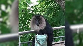 Makake-Affe Udo ist es im Tierpark Donnersberg in der Nordpfalz wohl ein wenig zu langweilig geworden, weswegen er ausgebüchst ist und zwei Monate lang auf Reisen war.
