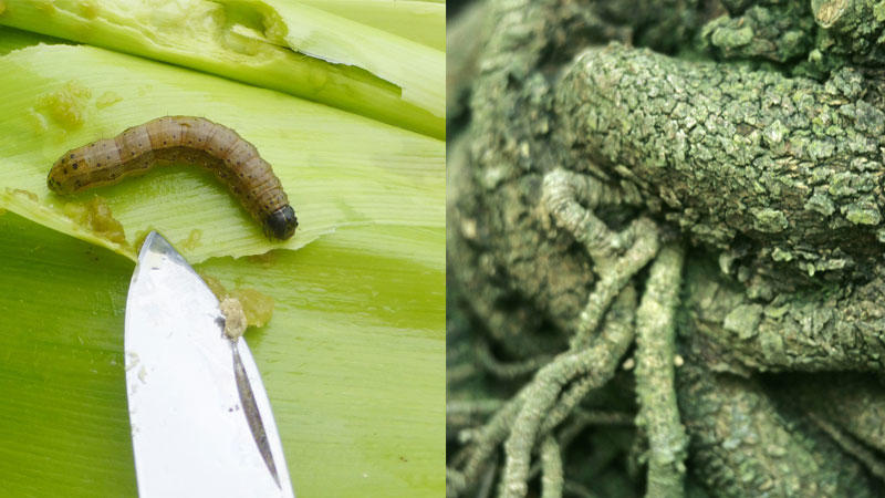 Der Herbst-Heerwurm und Extrakte aus einem Seifenbaum spielen für die Herstellung des Novavax-Impfstoffs eine wichtige Rolle.